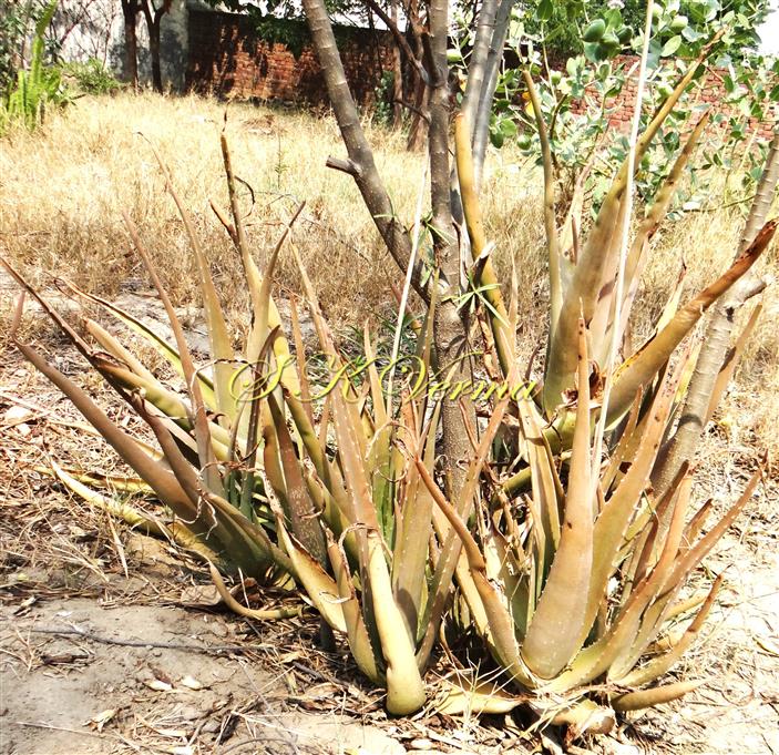  Plant